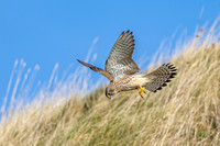 Kestrel Pounce