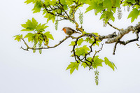 Watching Robin