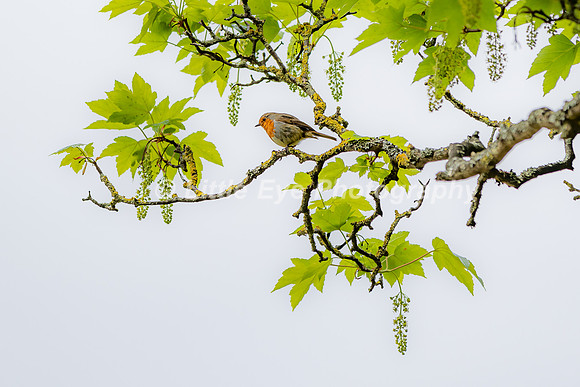 Watching Robin