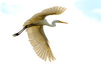 Great White Egret