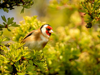 Goldfinch