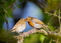 Two Robins