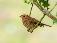 Juvenile Robin