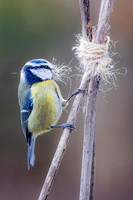 Blue Tit