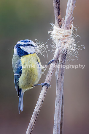 Blue Tit
