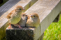 Sparows