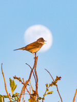 Whitethroat & full moon