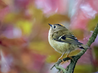 Goldcrest