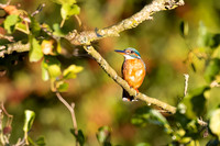 Kingfisher in early morning light