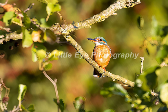 Kingfisher in early morning light