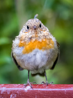 Wayward Feather