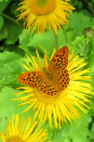 Fritillary Butterfly