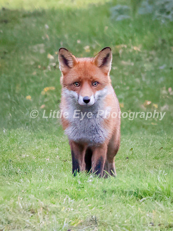 Fox
