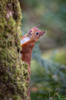 Red Squirrel Acrobatics