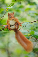 Red Squirrel
