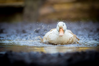 Puddle Duck