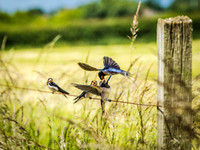 Swallows feeding