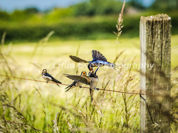Swallows feeding