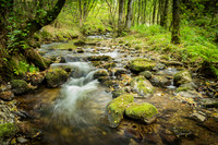 Tranquil Stream