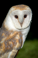 Barn Owl