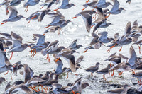 Redshank Landing