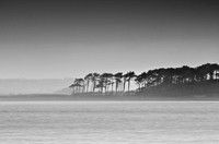 Anglesey Copse