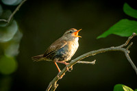 Wren