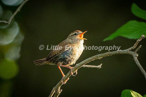 Wren