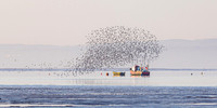 Knot Net
