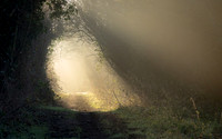 Misty Morning on the Wirral Way